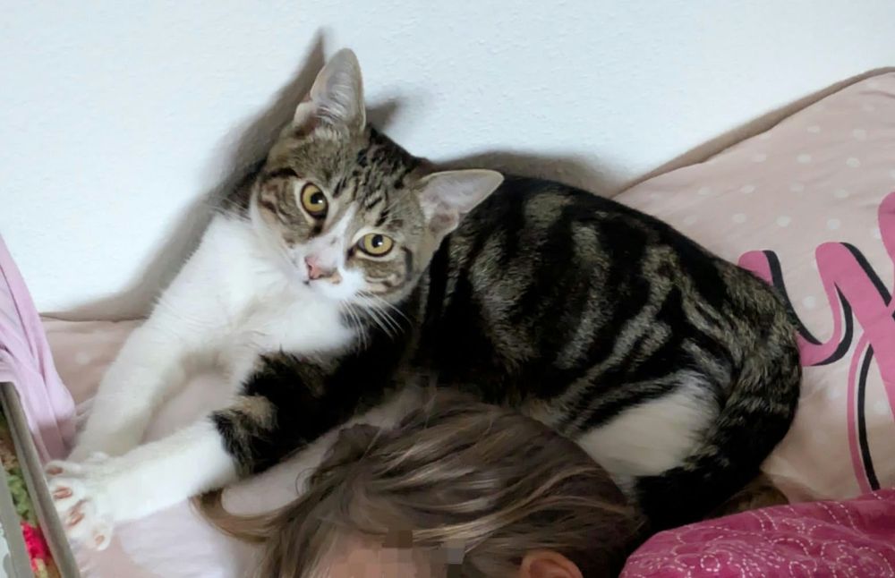 Bild zu Junger Kater - Streunerhilfe Plau