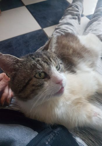 Bild zu Charlie - Streunerhilfe Plau