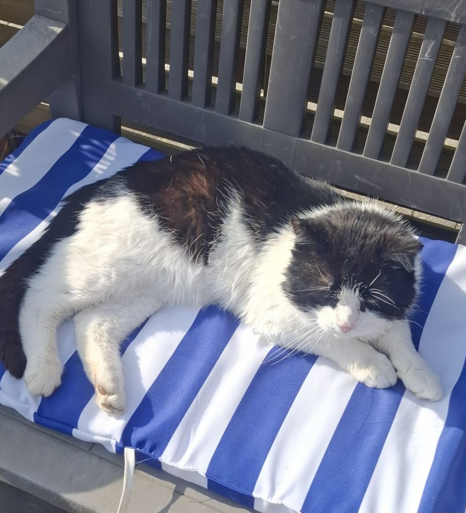 Bild zu Katerchen - Streunerhilfe Plau
