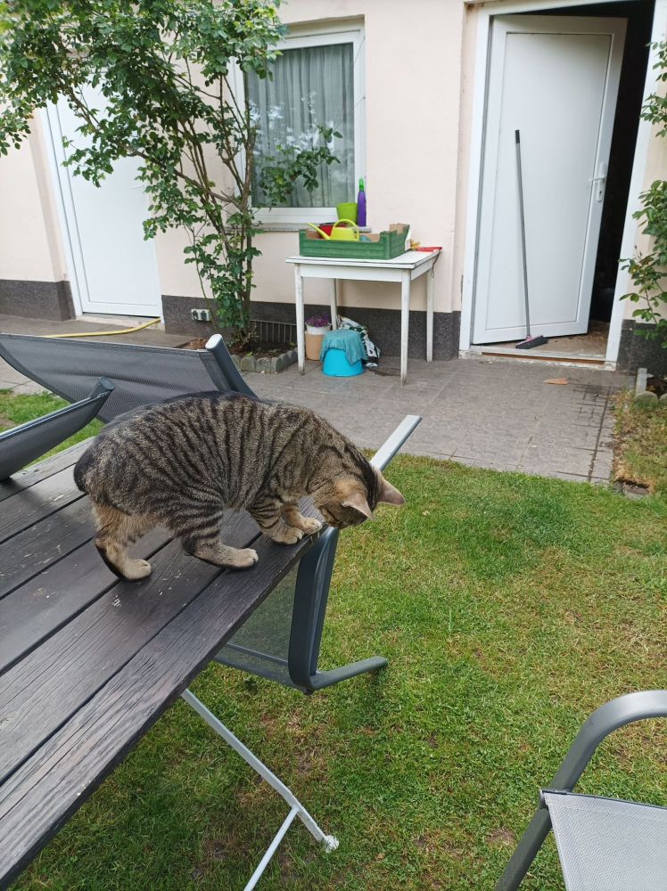 Bild zu Fini - Streunerhilfe Plau