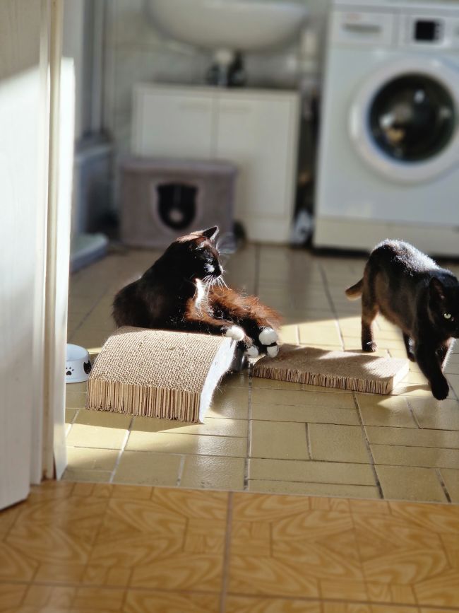 Nala und Luna gemeinsam