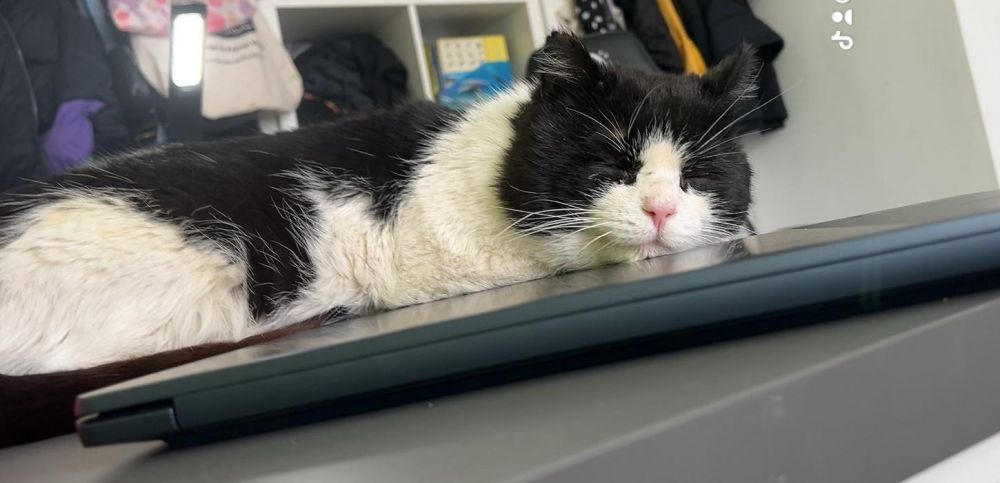 Bild zu Katerchen - Streunerhilfe Plau
