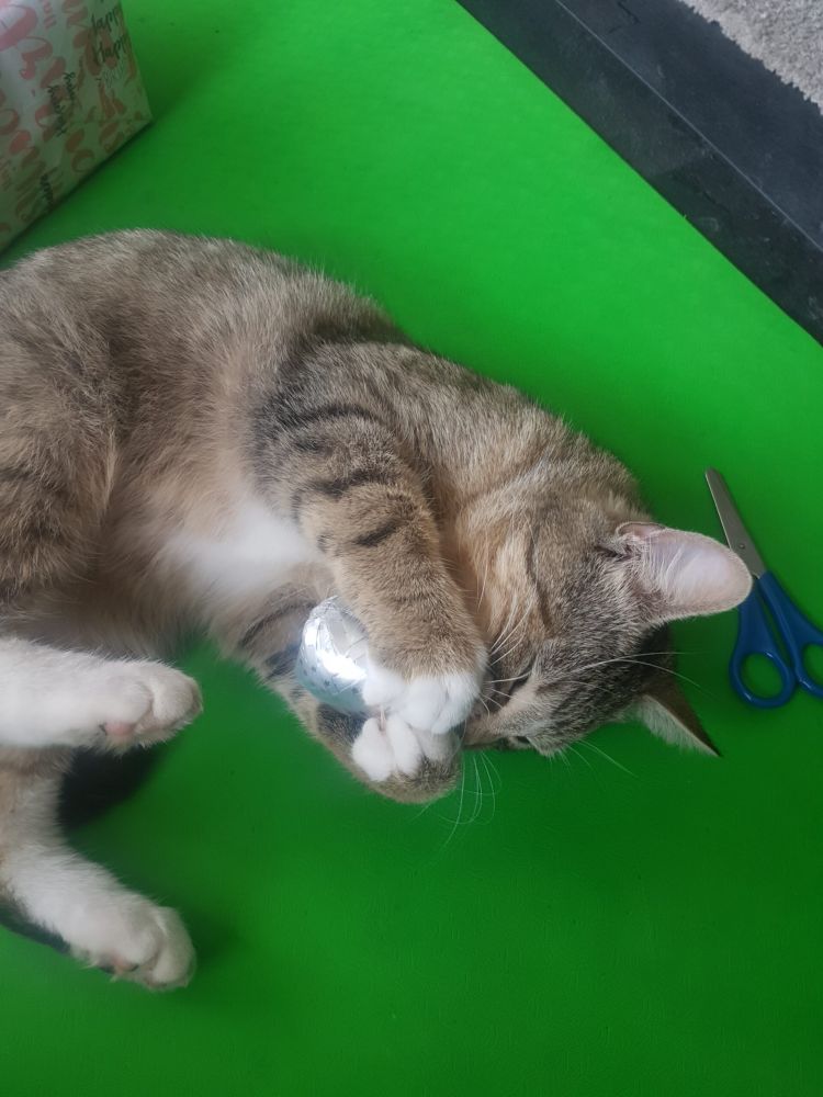 Bild zu Kater Tom - Streunerhilfe Plau