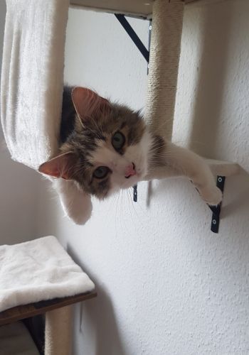 Bild zu Bobi - Streunerhilfe Plau