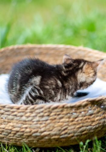 Bild zu Tigermädchen - Streunerhilfe Plau
