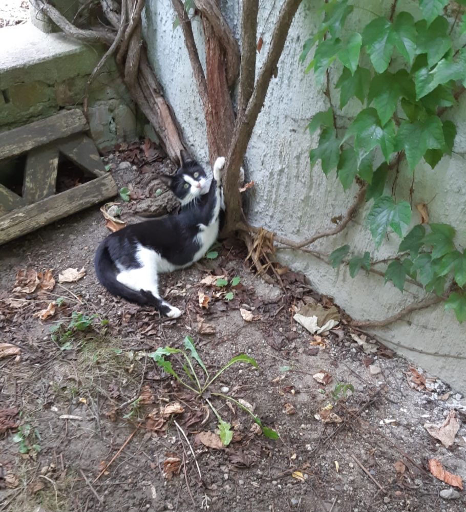 Bild zu Zwei Katzenkinder - Streunerhilfe Plau