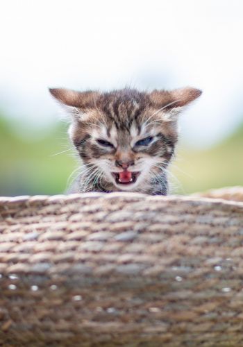 Bild zu Tigermädchen - Streunerhilfe Plau
