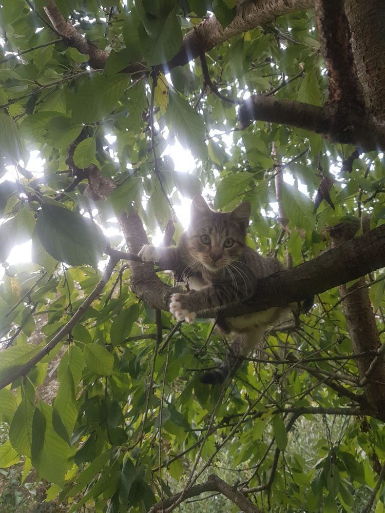 Bild zu Kater Tom - Streunerhilfe Plau
