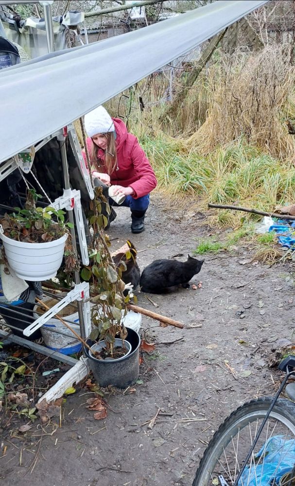 Bild zu 52 Katzen – Einsatz bei Frau D. - Streunerhilfe Plau