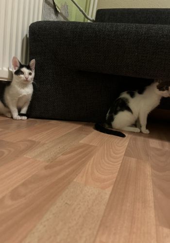 Bild zu Minnie & Luna - Streunerhilfe Plau
