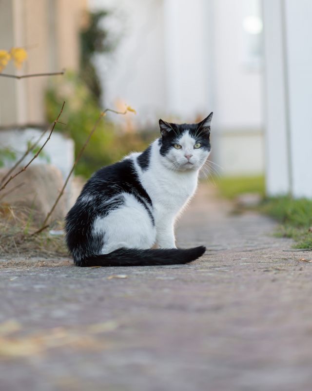 Bild zu Unsere Geschichten - Streunerhilfe Plau
