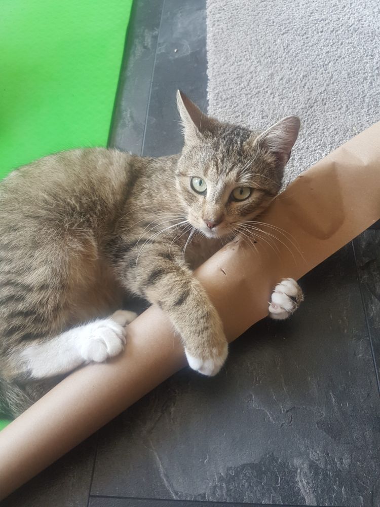 Bild zu Kater Tom - Streunerhilfe Plau