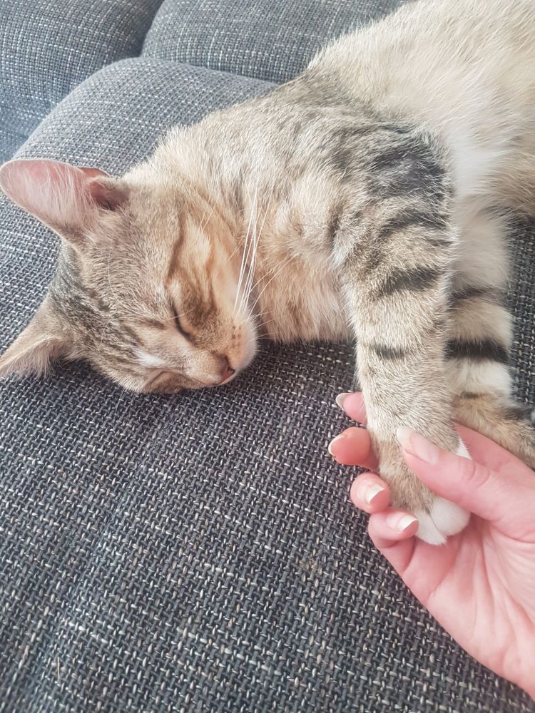 Bild zu Kater Tom - Streunerhilfe Plau