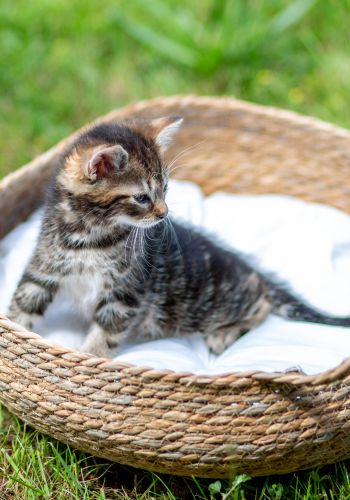 Bild zu Tigermädchen - Streunerhilfe Plau