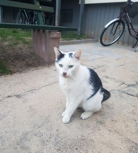 Bild zu Startseite - Streunerhilfe Plau