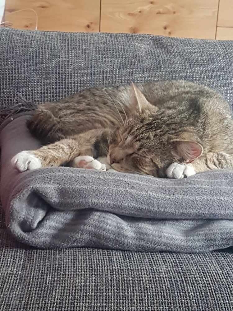 Bild zu Kater Tom - Streunerhilfe Plau