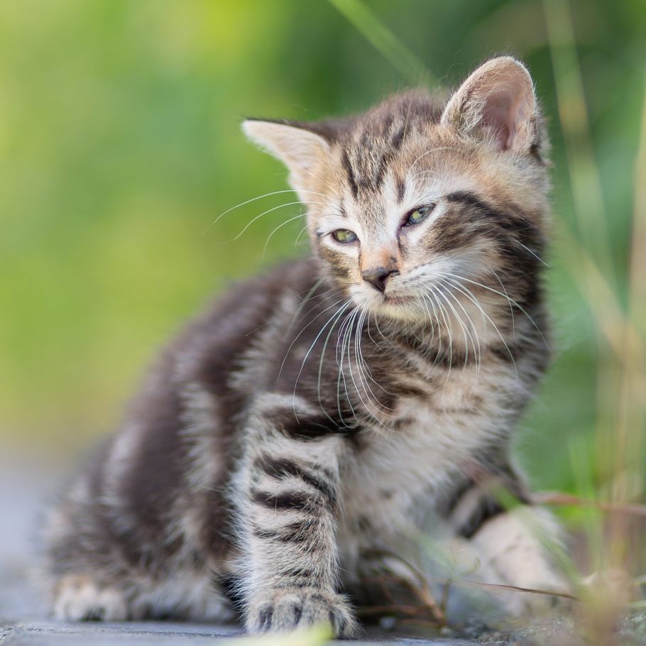 Bild zu Tigerkater - Streunerhilfe Plau