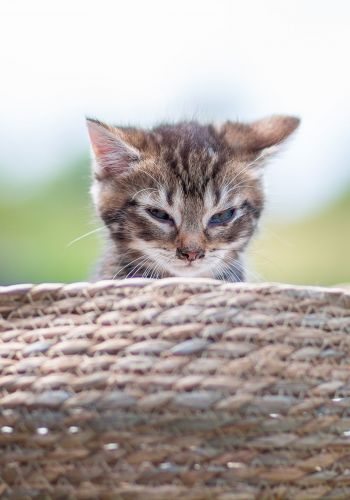Bild zu Tigermädchen - Streunerhilfe Plau