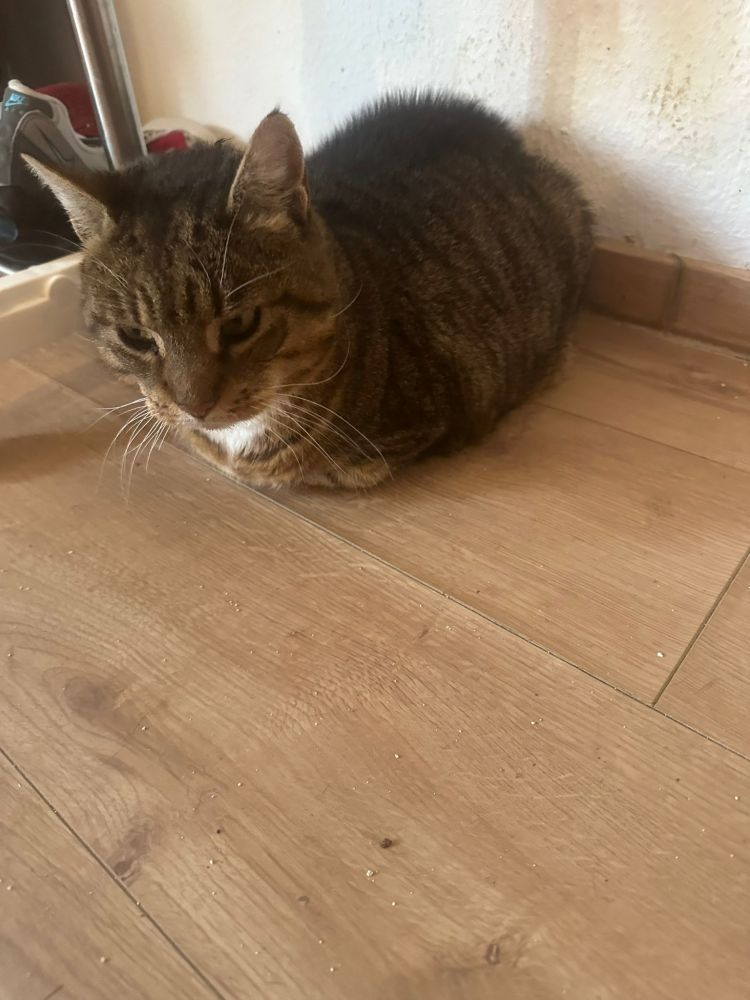 Bild zu Nierenkater - Streunerhilfe Plau