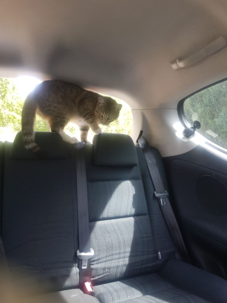 Bild zu Kater Tom - Streunerhilfe Plau