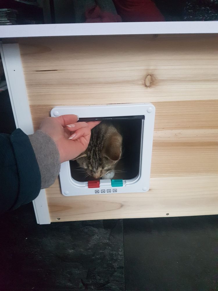 Bild zu Kater Tom - Streunerhilfe Plau