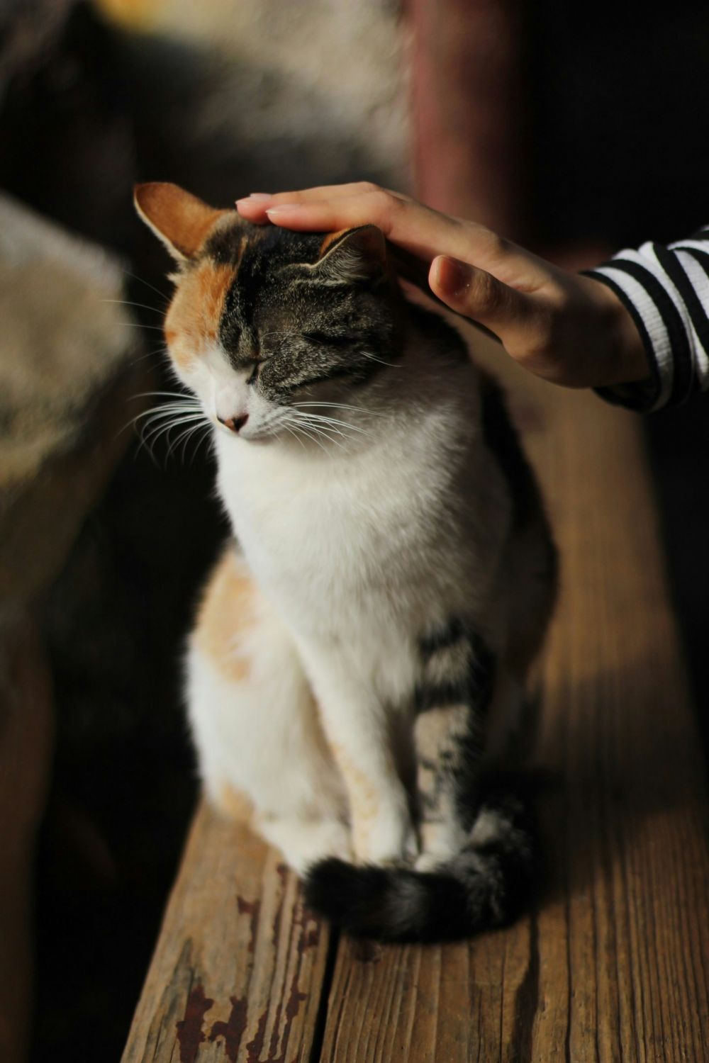 Bild zu Hug Your Cat Day – und was ist mit denen, die keiner umarmt? - Streunerhilfe Plau