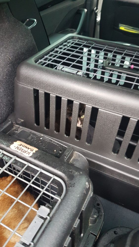 Bild zu 52 Katzen – Einsatz bei Frau D. - Streunerhilfe Plau
