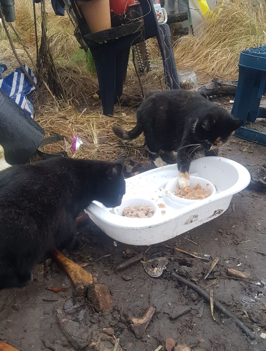Bild zu 52 Katzen – Einsatz bei Frau D. - Streunerhilfe Plau