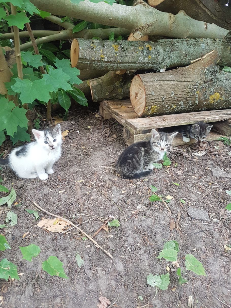 Bild zu Mausi - Streunerhilfe Plau