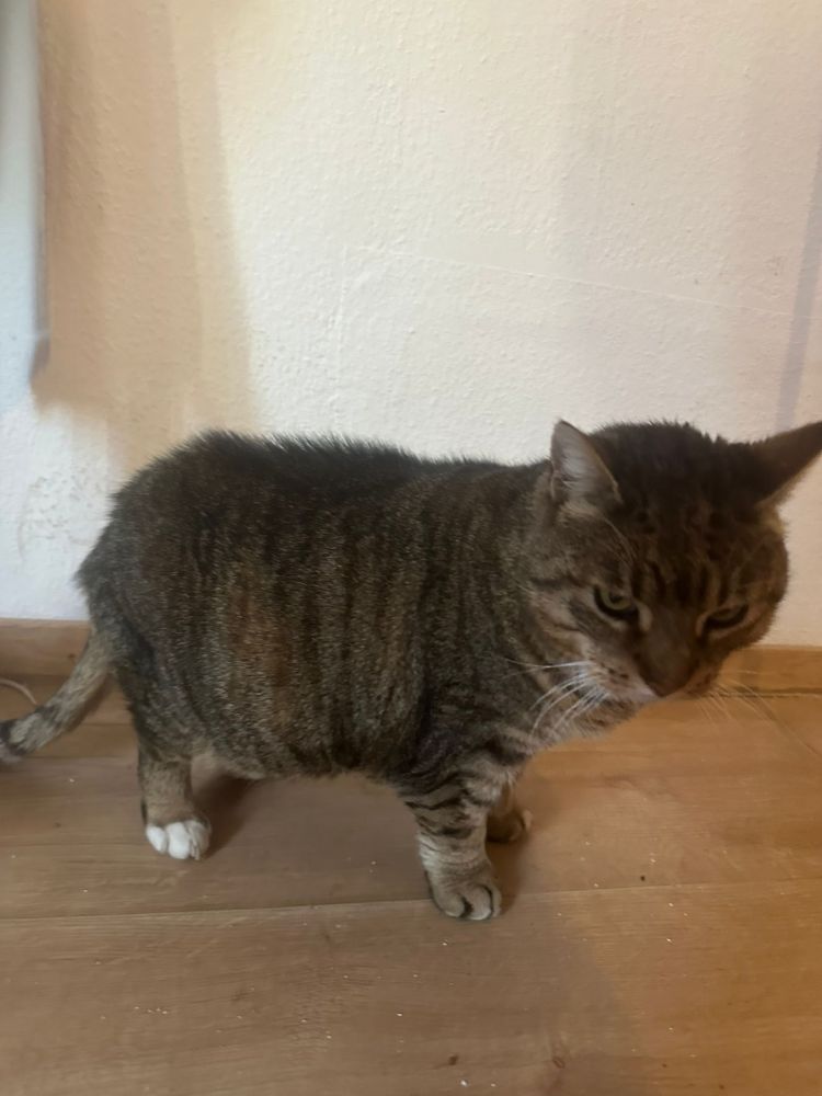 Bild zu Nierenkater - Streunerhilfe Plau