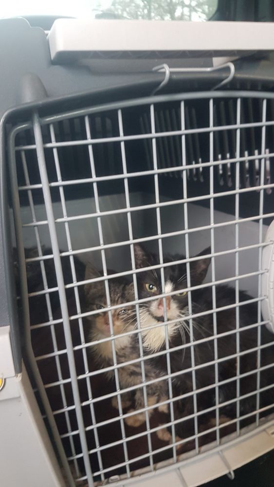 Bild zu 52 Katzen – Einsatz bei Frau D. - Streunerhilfe Plau