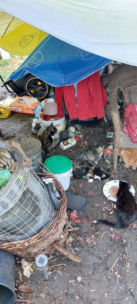 Bild zu 52 Katzen – Einsatz bei Frau D. - Streunerhilfe Plau