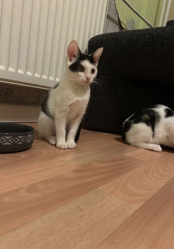 Bild zu Minnie & Luna - Streunerhilfe Plau
