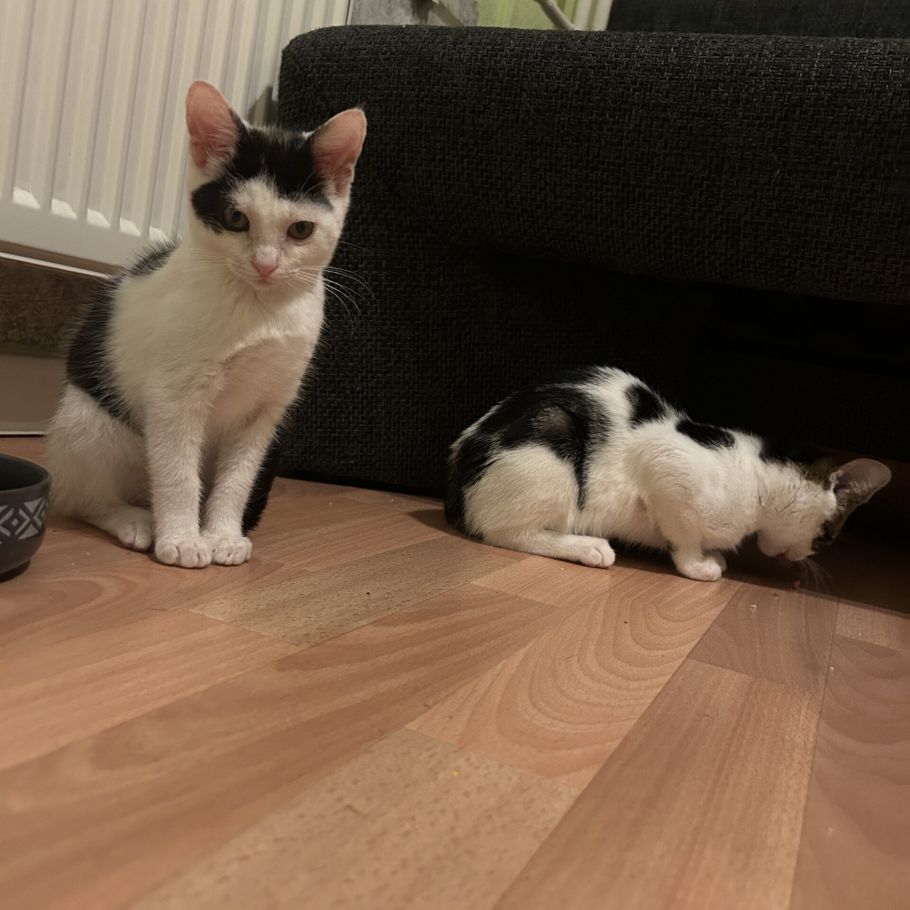 Bild zu Minnie & Luna - Streunerhilfe Plau
