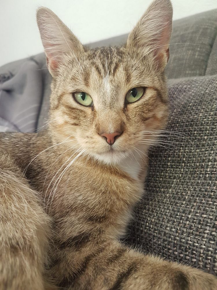 Bild zu Kater Tom - Streunerhilfe Plau