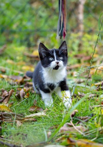 Bild zu Fünf kleine Entdecker - Streunerhilfe Plau