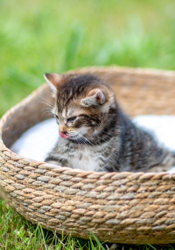Bild zu Tigermädchen - Streunerhilfe Plau