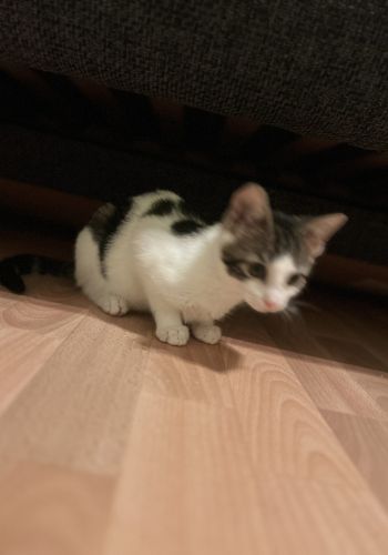 Bild zu Minnie & Luna - Streunerhilfe Plau