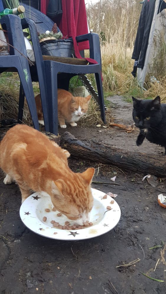 Bild zu 52 Katzen – Einsatz bei Frau D. - Streunerhilfe Plau