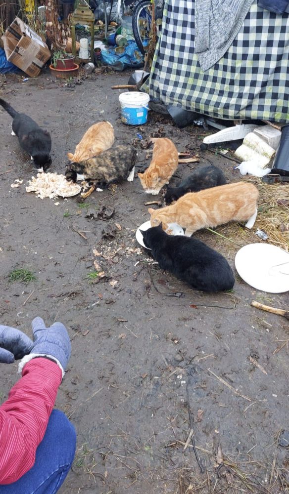 Bild zu 52 Katzen – Einsatz bei Frau D. - Streunerhilfe Plau