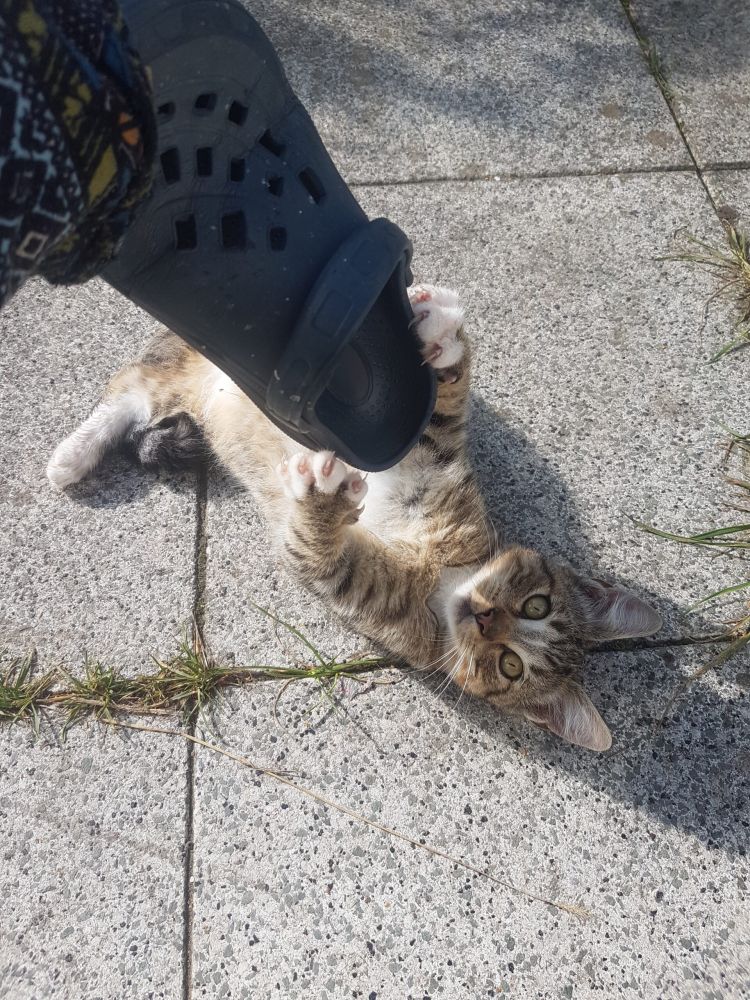 Bild zu Kater Tom - Streunerhilfe Plau