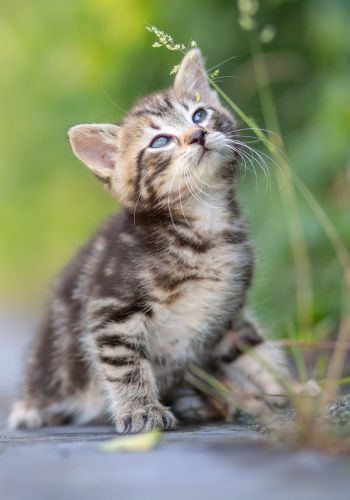 Bild zu Tigerkater - Streunerhilfe Plau