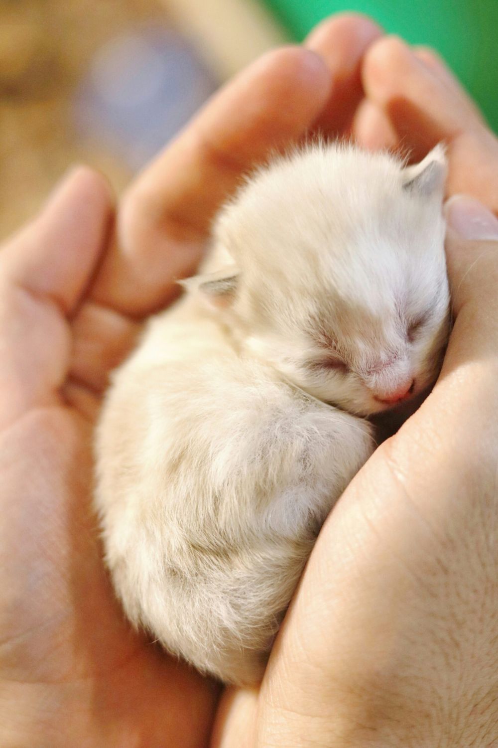 Bild zu Gefundene Katzenbabys – was tun? - Streunerhilfe Plau