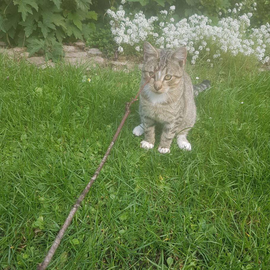Bild zu Kater Tom - Streunerhilfe Plau