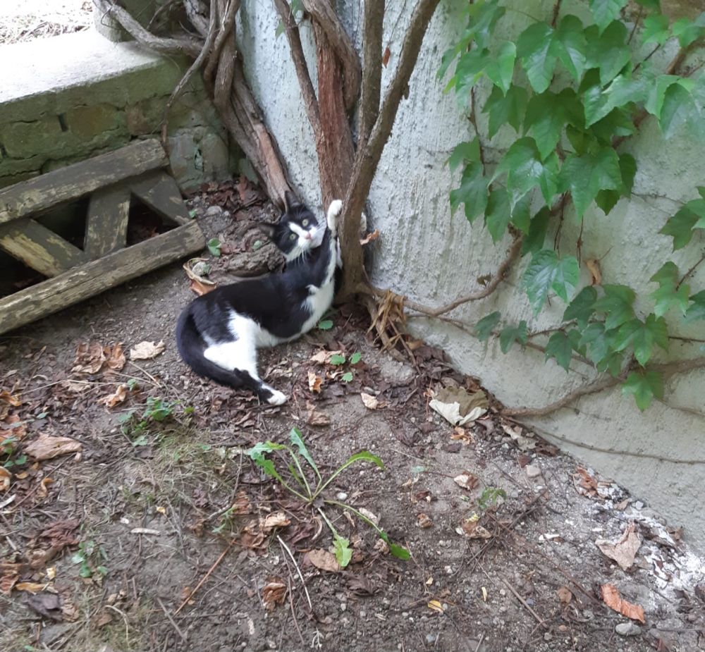 Bild zu Zwei Katzenkinder - Streunerhilfe Plau