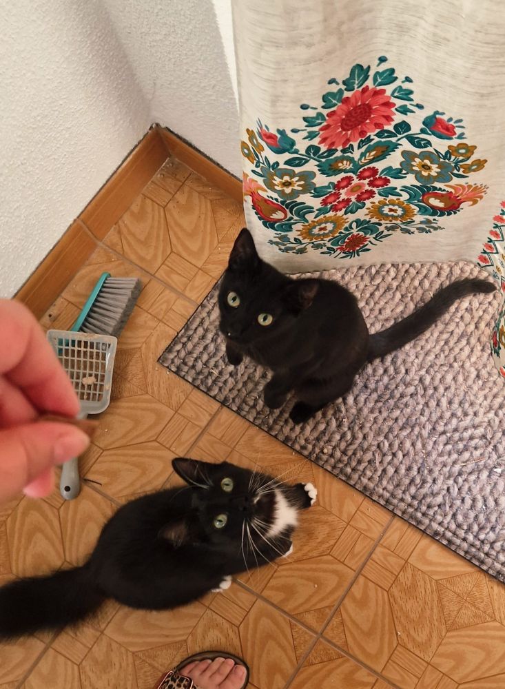 Bild zu Nala und Luna - Streunerhilfe Plau