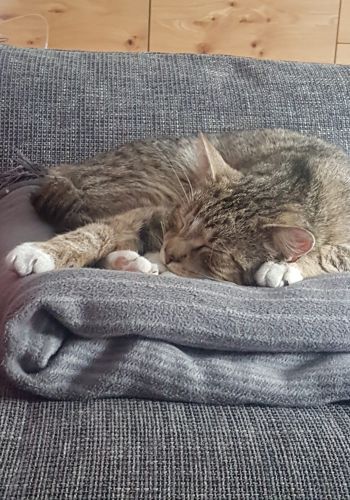 Bild zu Anton - Streunerhilfe Plau