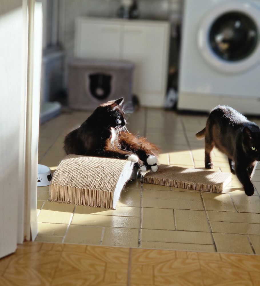 Bild zu Nala und Luna - Streunerhilfe Plau