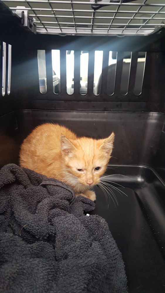 Bild zu 52 Katzen – Einsatz bei Frau D. - Streunerhilfe Plau