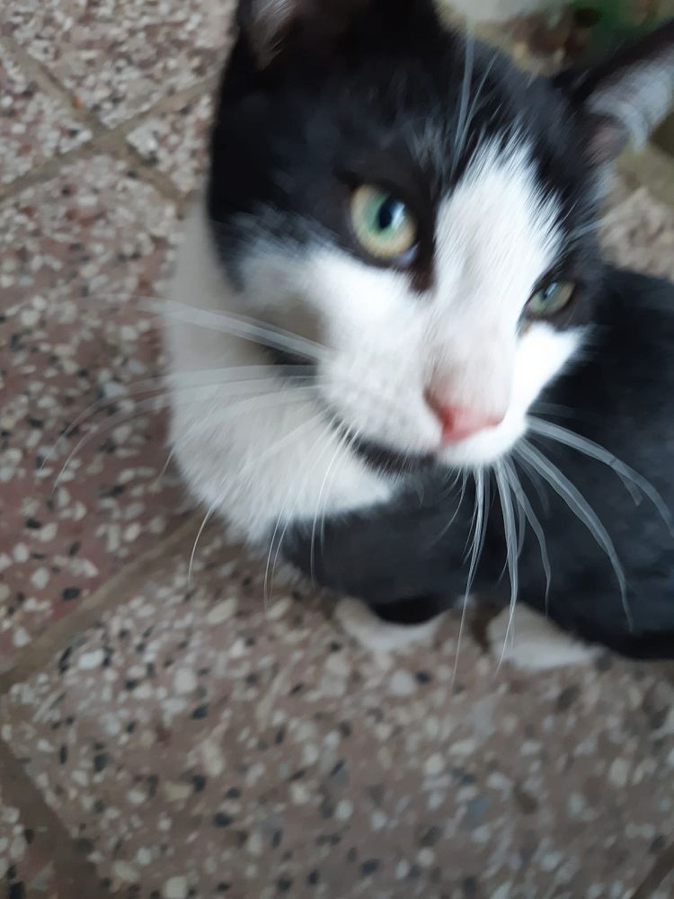 Bild zu Zwei Katzenkinder - Streunerhilfe Plau